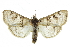  ( - CCDB-28961-E01)  @11 [ ] CreativeCommons - Attribution (2016) CBG Photography Group Centre for Biodiversity Genomics