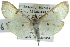  ( - CCDB-28961-E08)  @11 [ ] CreativeCommons - Attribution (2016) CBG Photography Group Centre for Biodiversity Genomics
