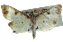  ( - CCDB-28961-E09)  @13 [ ] CreativeCommons - Attribution (2016) CBG Photography Group Centre for Biodiversity Genomics