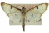  ( - CCDB-28961-E10)  @11 [ ] CreativeCommons - Attribution (2016) CBG Photography Group Centre for Biodiversity Genomics