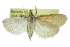  ( - CCDB-28961-G02)  @11 [ ] CreativeCommons - Attribution (2016) CBG Photography Group Centre for Biodiversity Genomics