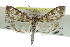  ( - CCDB-28961-G03)  @14 [ ] CreativeCommons - Attribution (2016) CBG Photography Group Centre for Biodiversity Genomics