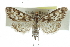 ( - CCDB-28961-G04)  @14 [ ] CreativeCommons - Attribution (2016) CBG Photography Group Centre for Biodiversity Genomics