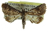  ( - CCDB-28961-H05)  @13 [ ] CreativeCommons - Attribution (2016) CBG Photography Group Centre for Biodiversity Genomics