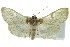  ( - CCDB-28961-H09)  @11 [ ] CreativeCommons - Attribution (2016) CBG Photography Group Centre for Biodiversity Genomics