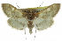  ( - CCDB-28961-H11)  @11 [ ] CreativeCommons - Attribution (2016) CBG Photography Group Centre for Biodiversity Genomics