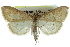  (Anania helvalis - CCDB-28962-C08)  @11 [ ] CreativeCommons - Attribution (2016) CBG Photography Group Centre for Biodiversity Genomics