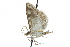  ( - CCDB-28962-G01)  @11 [ ] CreativeCommons - Attribution (2016) CBG Photography Group Centre for Biodiversity Genomics