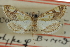  ( - CCDB-28962-G02)  @11 [ ] CreativeCommons - Attribution (2016) CBG Photography Group Centre for Biodiversity Genomics