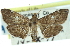  ( - CCDB-28962-H10)  @11 [ ] CreativeCommons - Attribution (2016) CBG Photography Group Centre for Biodiversity Genomics