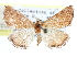  ( - CCDB-28963-A01)  @11 [ ] CreativeCommons - Attribution (2016) CBG Photography Group Centre for Biodiversity Genomics