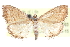  ( - CCDB-28963-A03)  @11 [ ] CreativeCommons - Attribution (2016) CBG Photography Group Centre for Biodiversity Genomics