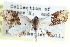  (Lipocosma albinibasalis - CCDB-28963-B11)  @11 [ ] CreativeCommons - Attribution (2016) CBG Photography Group Centre for Biodiversity Genomics