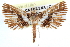  ( - CCDB-28963-D10)  @11 [ ] CreativeCommons - Attribution (2016) CBG Photography Group Centre for Biodiversity Genomics