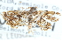  ( - CCDB-28963-E01)  @11 [ ] CreativeCommons - Attribution (2016) CBG Photography Group Centre for Biodiversity Genomics