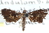  ( - CCDB-28963-E03)  @11 [ ] CreativeCommons - Attribution (2016) CBG Photography Group Centre for Biodiversity Genomics