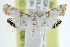 ( - CCDB-28964-B09)  @14 [ ] CreativeCommons - Attribution (2016) CBG Photography Group Centre for Biodiversity Genomics