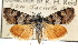  (Odontiini - CCDB-28964-C04)  @15 [ ] CreativeCommons - Attribution (2016) CBG Photography Group Centre for Biodiversity Genomics