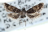  (Plumipalpiella - CCDB-28964-C06)  @14 [ ] CreativeCommons - Attribution (2016) CBG Photography Group Centre for Biodiversity Genomics