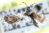  ( - CCDB-28964-C11)  @11 [ ] CreativeCommons - Attribution (2016) CBG Photography Group Centre for Biodiversity Genomics
