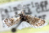  ( - CCDB-28964-C12)  @11 [ ] CreativeCommons - Attribution (2016) CBG Photography Group Centre for Biodiversity Genomics