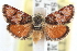  (Gyros - CCDB-28964-E03)  @15 [ ] CreativeCommons - Attribution (2016) CBG Photography Group Centre for Biodiversity Genomics