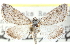  (Cymbopteryx - CCDB-28964-E09)  @15 [ ] CreativeCommons - Attribution (2016) CBG Photography Group Centre for Biodiversity Genomics