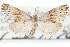  (Edia - CCDB-28964-F01)  @14 [ ] CreativeCommons - Attribution (2016) CBG Photography Group Centre for Biodiversity Genomics