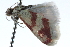  (Dichozoma - CCDB-28964-F05)  @14 [ ] CreativeCommons - Attribution (2016) CBG Photography Group Centre for Biodiversity Genomics