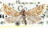  (Microtheoris lacustris - CCDB-28964-G10)  @11 [ ] CreativeCommons - Attribution (2016) CBG Photography Group Centre for Biodiversity Genomics