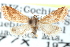  ( - CCDB-28964-H03)  @11 [ ] CreativeCommons - Attribution (2016) CBG Photography Group Centre for Biodiversity Genomics