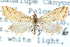  ( - CCDB-28964-H04)  @11 [ ] CreativeCommons - Attribution (2016) CBG Photography Group Centre for Biodiversity Genomics