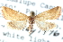  ( - CCDB-28964-H05)  @11 [ ] CreativeCommons - Attribution (2016) CBG Photography Group Centre for Biodiversity Genomics