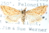  (Microtheoris eremica - CCDB-28964-H06)  @11 [ ] CreativeCommons - Attribution (2016) CBG Photography Group Centre for Biodiversity Genomics