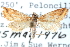  ( - CCDB-28964-H07)  @11 [ ] CreativeCommons - Attribution (2016) CBG Photography Group Centre for Biodiversity Genomics