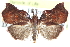  ( - CCDB-28965-A03)  @11 [ ] CreativeCommons - Attribution (2016) CBG Photography Group Centre for Biodiversity Genomics