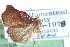  ( - CCDB-28965-A04)  @11 [ ] CreativeCommons - Attribution (2016) CBG Photography Group Centre for Biodiversity Genomics