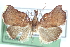  ( - CCDB-28965-A05)  @11 [ ] CreativeCommons - Attribution (2016) CBG Photography Group Centre for Biodiversity Genomics