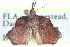  ( - CCDB-28965-A07)  @11 [ ] CreativeCommons - Attribution (2016) CBG Photography Group Centre for Biodiversity Genomics