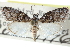  ( - CCDB-28966-C08)  @11 [ ] CreativeCommons - Attribution (2016) CBG Photography Group Centre for Biodiversity Genomics