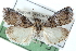  ( - CCDB-28966-C11)  @11 [ ] CreativeCommons - Attribution (2016) CBG Photography Group Centre for Biodiversity Genomics