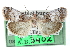  ( - CCDB-28966-D10)  @11 [ ] CreativeCommons - Attribution (2016) CBG Photography Group Centre for Biodiversity Genomics