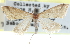  (Microtheoris baboquivariensis - CCDB-28967-A01)  @11 [ ] CreativeCommons - Attribution (2016) CBG Photography Group Centre for Biodiversity Genomics