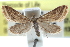 (Microtheoris occidentalis - CCDB-28967-A04)  @11 [ ] CreativeCommons - Attribution (2016) CBG Photography Group Centre for Biodiversity Genomics