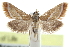  ( - CCDB-28967-A07)  @11 [ ] CreativeCommons - Attribution (2016) CBG Photography Group Centre for Biodiversity Genomics