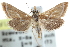  ( - CCDB-28967-A09)  @11 [ ] CreativeCommons - Attribution (2016) CBG Photography Group Centre for Biodiversity Genomics