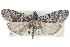  ( - CCDB-28967-B01)  @11 [ ] CreativeCommons - Attribution (2016) CBG Photography Group Centre for Biodiversity Genomics