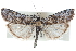  ( - CCDB-28967-B02)  @11 [ ] CreativeCommons - Attribution (2016) CBG Photography Group Centre for Biodiversity Genomics