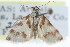  ( - CCDB-28967-B06)  @11 [ ] CreativeCommons - Attribution (2016) CBG Photography Group Centre for Biodiversity Genomics