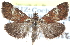  ( - CCDB-28967-B10)  @11 [ ] CreativeCommons - Attribution (2016) CBG Photography Group Centre for Biodiversity Genomics
